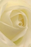 Drawn into the delicate centre of this cream-white rose, you can almost feel the softness and serenity that characterise the best of Hampton Florist's handiwork. Each petal unfurls in a spiral, whisper-light and seemingly kissed by the morning sun rising over the Thames. Gentle, diffused lighting lends a peaceful glow, while shadows nestle in the folds, creating a quiet depth and inviting contemplation. The overall atmosphere is one of comfort and hope, reminiscent of peaceful mornings spent by the water's edge at Hampton Court. Whether chosen as a symbol of sympathy, admiration, or to mark a fresh beginning, this rose radiates purity and reverence, its barely-there fragrance hinting at life's tender moments. The close focus captures not just the flower itself, but also the skilled artistry and caring intention poured into every arrangement by the local florists of Hampton. This single bloom stands as a meaningful gesture of compassion, renewal, and heartfelt connection for every occasion in the local community.